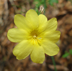 Jasminum nudiflorum