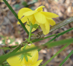 Jasminum nudiflorum