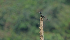 Crypsirina temia