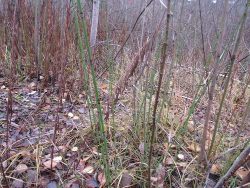 Equisetum × moorei iNat (3)