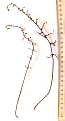 Cheilanthes parviloba