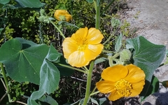 Allowissadula holosericea