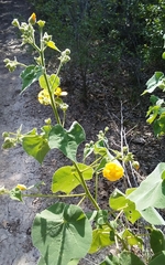 Allowissadula holosericea