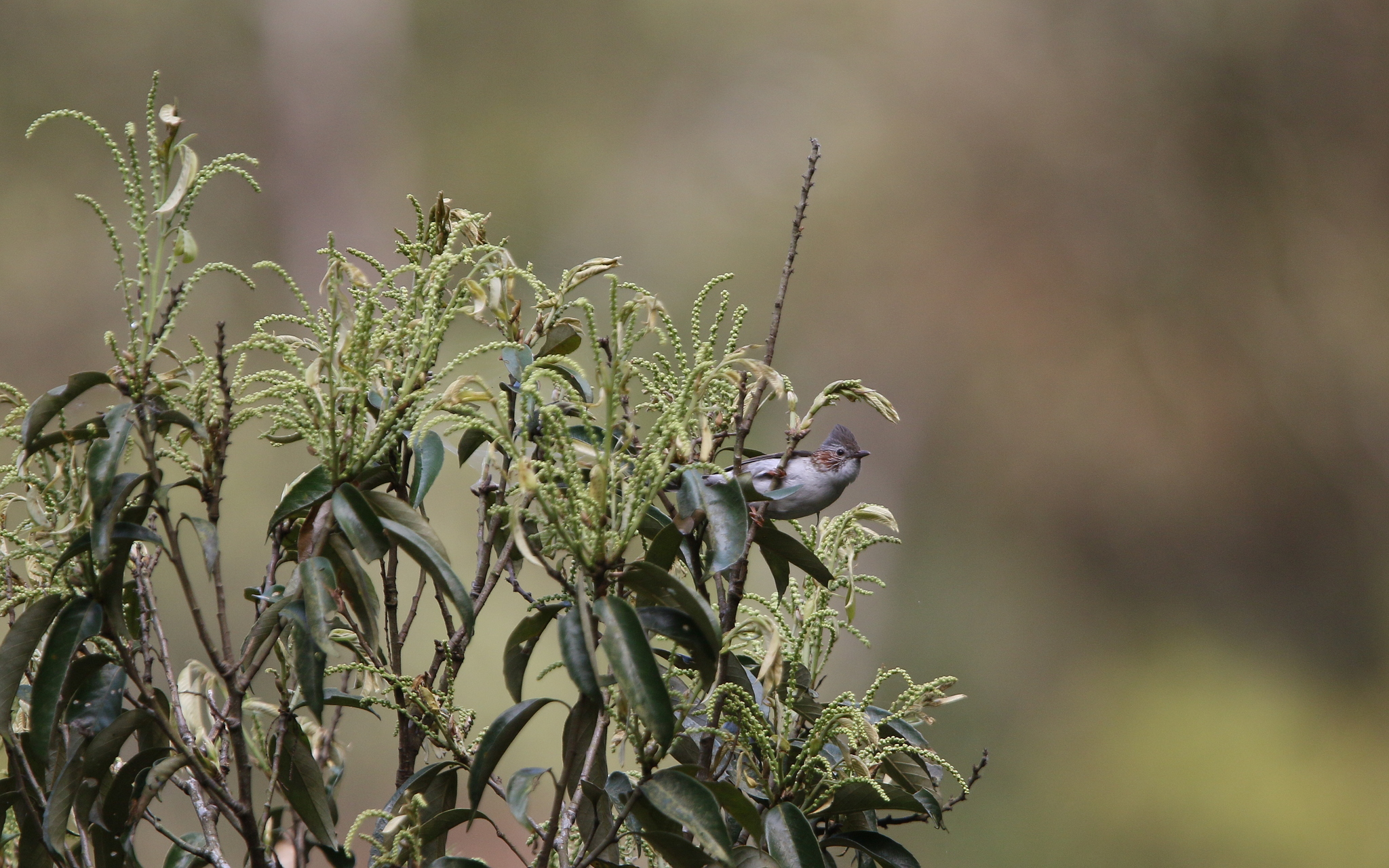 Indochinese Yuhina (Staphida torqueola)