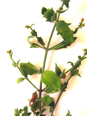 Cheilanthes hirta hirta