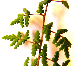 Cheilanthes hirta hirta