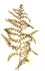 Cheilanthes hirta hirta