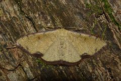 Geometridae