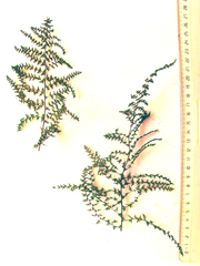 Cheilanthes hirta hirta