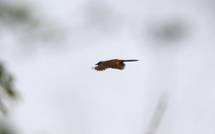 Pterorhinus perspicillatus