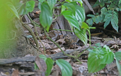 Turdus cardis