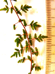 Cheilanthes hirta hirta