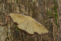 Geometridae