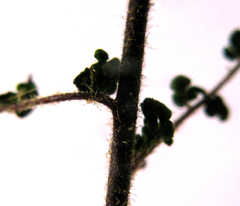 Cheilanthes parviloba