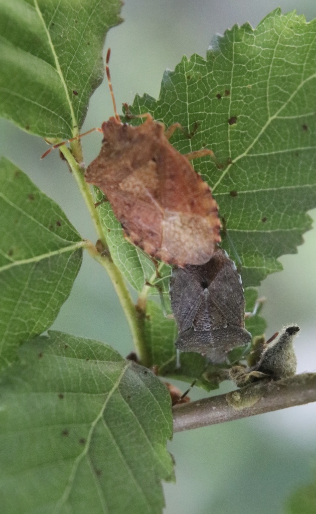 Lanopis rugosus