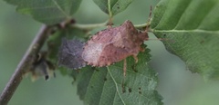 Lanopis rugosus