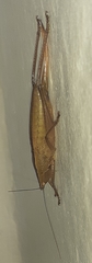 Belocephalus