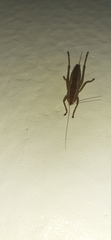 Belocephalus