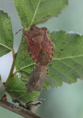 Lanopis rugosus