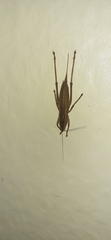 Belocephalus