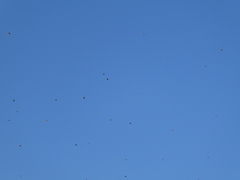 Turdus pilaris