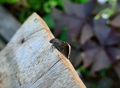 Micrathetis canifimbria