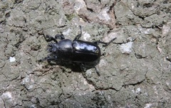 Streptocerus speciosus