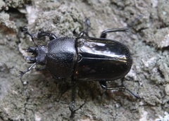 Streptocerus speciosus