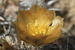 Pterocactus australis