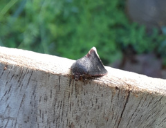Micrathetis canifimbria