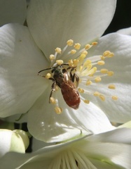 Corynura corinogaster