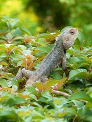 Calotes versicolor