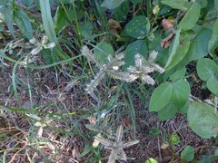 Dactyloctenium ctenoides