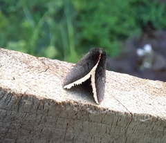 Micrathetis canifimbria