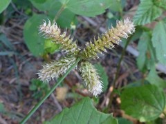 Dactyloctenium ctenoides