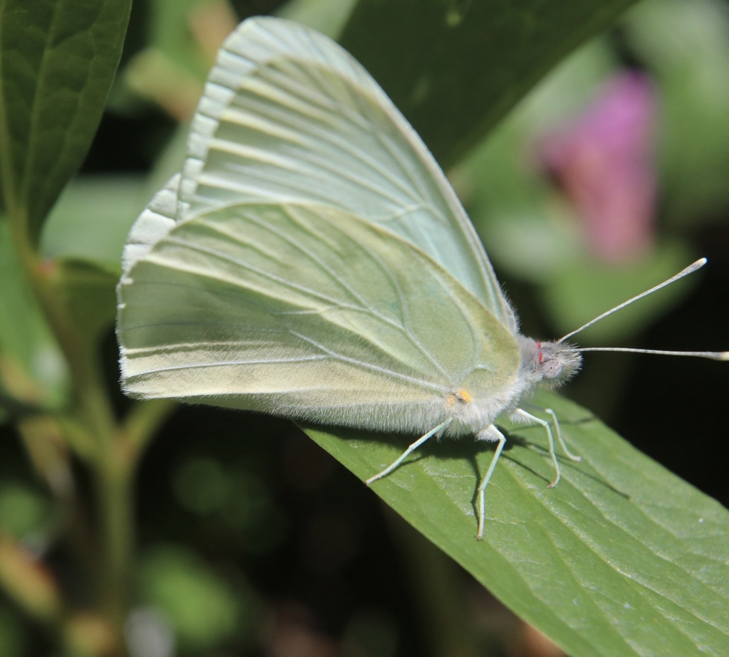 Mathania leucothea
