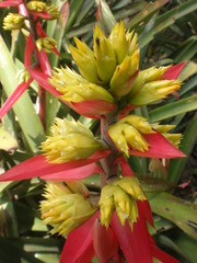 Aechmea aquilega