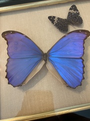 Morpho menelaus didius