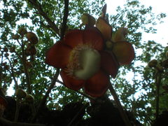 Couroupita guianensis