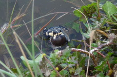 Melanophryniscus stelzneri