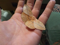 Lonomia obliqua