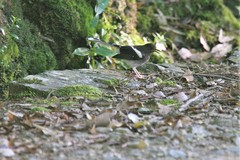 Enicurus leschenaulti