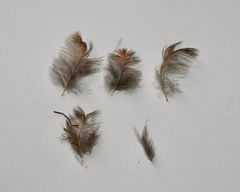 Dendrortyx leucophrys