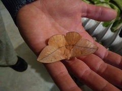 Lonomia obliqua