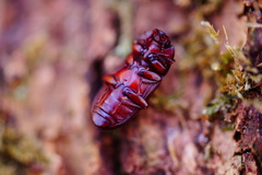 Uloma culinaris