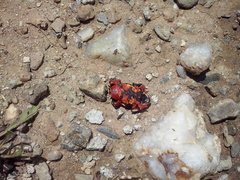 Melanophryniscus stelzneri