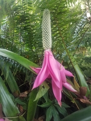Aechmea mariae-reginae