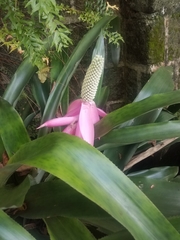 Aechmea mariae-reginae