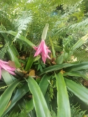 Aechmea mariae-reginae