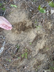 Dendrortyx leucophrys